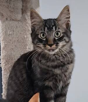 Rescue Domestic Medium Hair Cats for Adoption in Silverton, Oregon - Mage | PetCurious