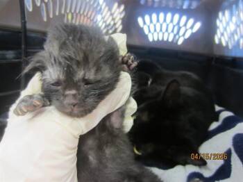 MICHAEL -  Domestic Short Hair Cat Available for Adoption in Ocala, Florida - MICHAEL | PetCurious