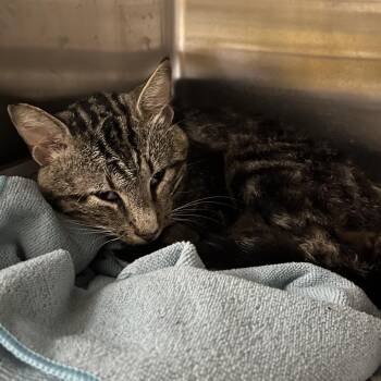 Nalo -  Domestic Short Hair Cat for Adoption in Pauls Valley, Oklahoma - Nalo | PetCurious
