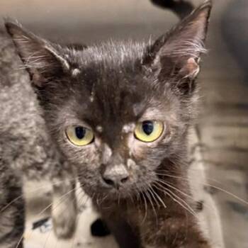 Shitake -  Domestic Medium Hair Cat for Adoption in Horn Lake, Mississippi - Shitake | PetCurious