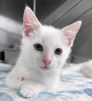 Kitten Bubbles -  Siamese Cat for Adoption in Cuyahoga Falls, Ohio - Kitten Bubbles | PetCurious