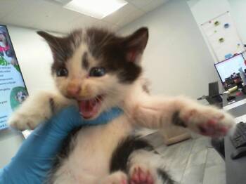OPHELIA -  Domestic Short Hair Cat for Adoption in Charlotte, North Carolina - OPHELIA | PetCurious