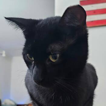 Eclipse -  Domestic Short Hair Cat for Adoption in Reisterstown, Maryland - Eclipse | PetCurious