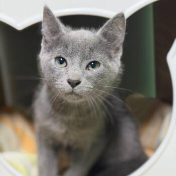 Squid -  Domestic Short Hair Cat for Adoption in Brownsboro, Alabama - Squid | PetCurious