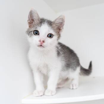 Boots -  Domestic Short Hair Cat for Adoption in New York, New York - Boots | PetCurious