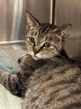 Rescue Domestic Short Hair Cats for Adoption in Ellijay, Georgia - Crystal | PetCurious