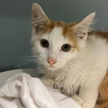 Cole -  Domestic Medium Hair Cat for Adoption in Chattanooga, Tennessee - Cole | PetCurious