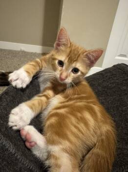Mango -  Domestic Short Hair Cat for Adoption in Farmington, Minnesota - Mango | PetCurious