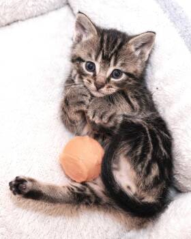 Flip -  Domestic Short Hair Cat for Adoption in Ferndale, Michigan - Flip | PetCurious
