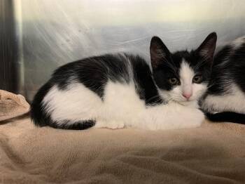 Rescue Domestic Short Hair Cats for Adoption in Grand Prairie, Texas - LEIA | PetCurious