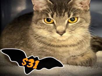 Rescue Domestic Short Hair Cats for Adoption in Santa Cruz, California - RENEE* | PetCurious