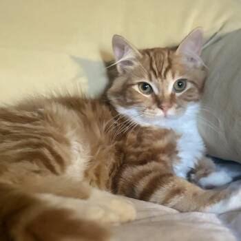 Popcicle -  Domestic Medium Hair Cat for Adoption in Villa Park, California - Popcicle | PetCurious