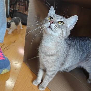 Domestic Short Hair Cats Available for Adoption in Germantown, Maryland - Grisita | PetCurious