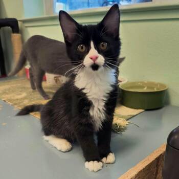 Brian -  Domestic Medium Hair Cat for Adoption in Weaverville, California - Brian | PetCurious