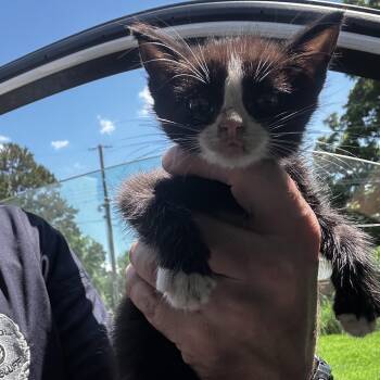 Boris -  Domestic Short Hair Cat for Adoption in Bentonville, Arkansas - Boris | PetCurious