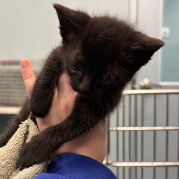 Savory -  Domestic Short Hair Cat for Adoption in Greensboro, North Carolina - Savory | PetCurious