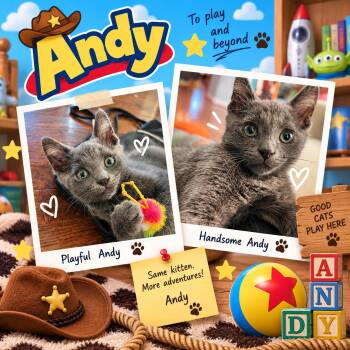 Andy (FCID# 09/21/2026 - 15) KDC -  Domestic Short Hair Cat for Adoption in Greenville, Delaware - Andy (FCID# 09/21/2026 - 15) KDC | PetCurious