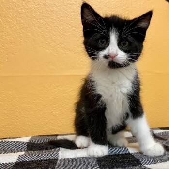 Rescue Domestic Short Hair Cats for Adoption in Joshua Tree, California - DUKE ELLINGTON | PetCurious