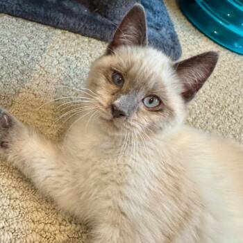Siamese and Domestic Short Hair Cats Available for Adoption - Henrietta | PetCurious