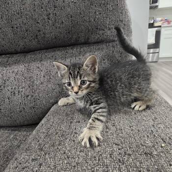 Domestic Short Hair Cats Available for Adoption in Mastic, New York - Karina  | PetCurious