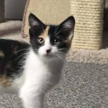 Daphne Blake -  Calico and Domestic Short Hair Cat for Adoption in Shippenville, Pennsylvania - Daphne Blake | PetCurious