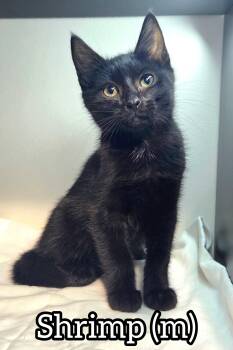 Rescue Domestic Short Hair Cats for Adoption in Chilliwack, British Columbia - Pre-Adoption: Shrimp | PetCurious