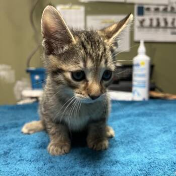 Onion -  Domestic Short Hair Cat for Adoption in Baltimore, Maryland - Onion | PetCurious