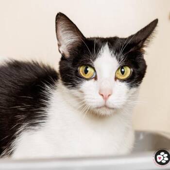 Lucy Liu -  Domestic Short Hair Cat for Adoption in Oak Brook, Illinois - Lucy Liu | PetCurious