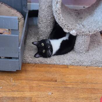 Domestic Short Hair Cats Available for Adoption in Saint Paul, Minnesota - Isaac Mewton | PetCurious