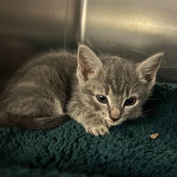 Jane -  Domestic Medium Hair Cat for Adoption in Charlottesville, Virginia - Jane | PetCurious