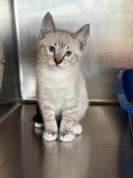 Domestic Short Hair Cats Available for Adoption in Sugar Land, Texas - ROLLO | PetCurious