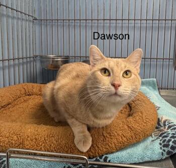 Domestic Short Hair Cats Available for Adoption in Ulster, Pennsylvania - Dawson | PetCurious
