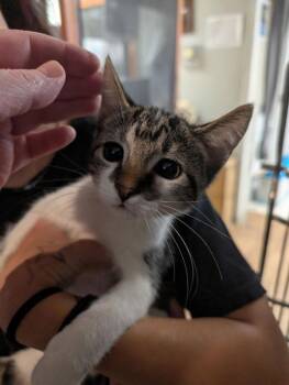 Speckles -  Domestic Short Hair Cat for Adoption in Cleveland, Tennessee - Speckles | PetCurious