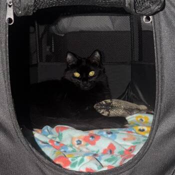 Tinkerbell -  Domestic Long Hair Cat for Adoption in Liverpool, Texas - Tinkerbell | PetCurious