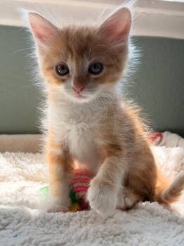 Tabby Cats Available for Adoption in San Juan Capistrano, California - Chester  | PetCurious