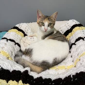 Azalea -  Domestic Short Hair Cat for Adoption in Hamburg, New York - Azalea | PetCurious