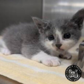 Rescue Domestic Short Hair Cats for Adoption in Washington, District Of Columbia - Cinder | PetCurious