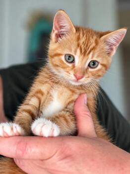 Cider -  Domestic Short Hair Cat for Adoption in Victor, New York - Cider | PetCurious