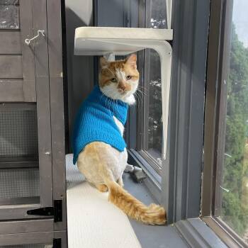 Rescue Domestic Short Hair Cats for Adoption in Grand Rapids, Michigan - SPARGLE (aka Spargalicious!) | PetCurious