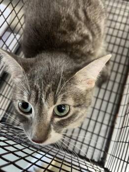 BUTTERBALL -  Domestic Medium Hair Cat for Adoption in San Bernardino, California - BUTTERBALL | PetCurious