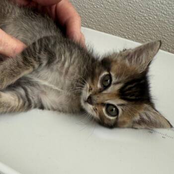 Sassy -  Domestic Short Hair and Manx Cat for Adoption in Cedaredge, Colorado - Sassy | PetCurious