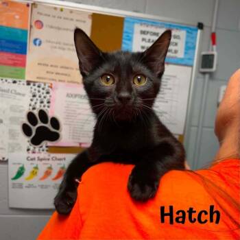 Hatch -  Domestic Medium Hair Cat for Adoption in Oak Ridge, Tennessee - Hatch | PetCurious