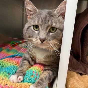 Domestic Short Hair Cats Available for Adoption in Fairport, New York - GreyGrey | PetCurious