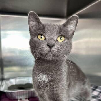 Lola Bunny -  Domestic Short Hair Cat for Adoption in Matteson, Illinois - Lola Bunny | PetCurious