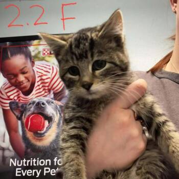 Domestic Short Hair Cats Available for Adoption in Edwardsville, Illinois - Ambrosia | PetCurious