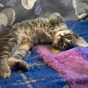 Pierce -  Domestic Medium Hair Cat for Adoption in Durham, North Carolina - Pierce | PetCurious