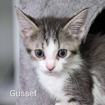 Gusset -  Domestic Short Hair Cat for Adoption in Ottawa, Kansas - Gusset | PetCurious