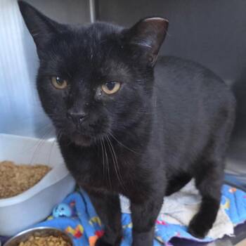 Domestic Short Hair and Bombay Cats Available for Adoption - Binx | PetCurious