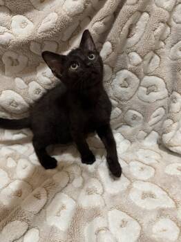 Fizz -  American Shorthair Cat for Adoption in Paulina, Louisiana - Fizz | PetCurious