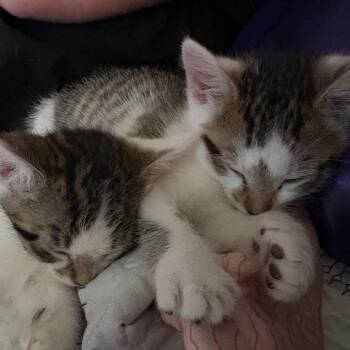 June -  Domestic Short Hair Cat Available for Adoption in Meridian, Idaho - June | PetCurious